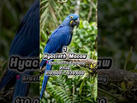 The World’s Most Expensive Bird Sold For $1.9 Million! 🤯 #shorts #birdlovers