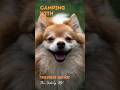 2 First Aid Items You Need for Your Dog #shorts  #rvhacks #rvtravel #rvtravel #rvlife #dog #pets