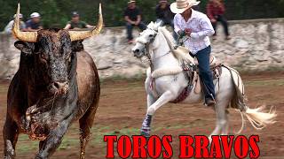 !! TOROS BRAVOS BUSCA CABALLOS JARIPEO EN SAN ANTONIO COAPA MICHOACAN 13 DE JUNIO DEL 2025