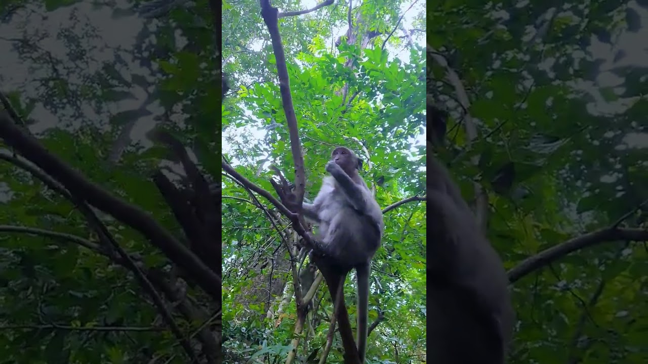 Bold monkey to waste point.  