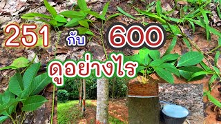 251กับ600 ดูยังไงบ้างข้อแตกต่าง ต้น ใบ