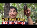 Trị Đau Răng Hết Hư Răng. PHAN HẢI Channel