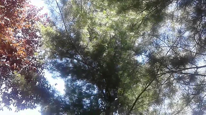 The woods of imagination