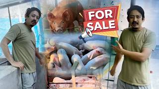 Piglets for Sale
