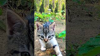 Kotek chodzi własnymi polnymi drogami. Pysia na plantacji