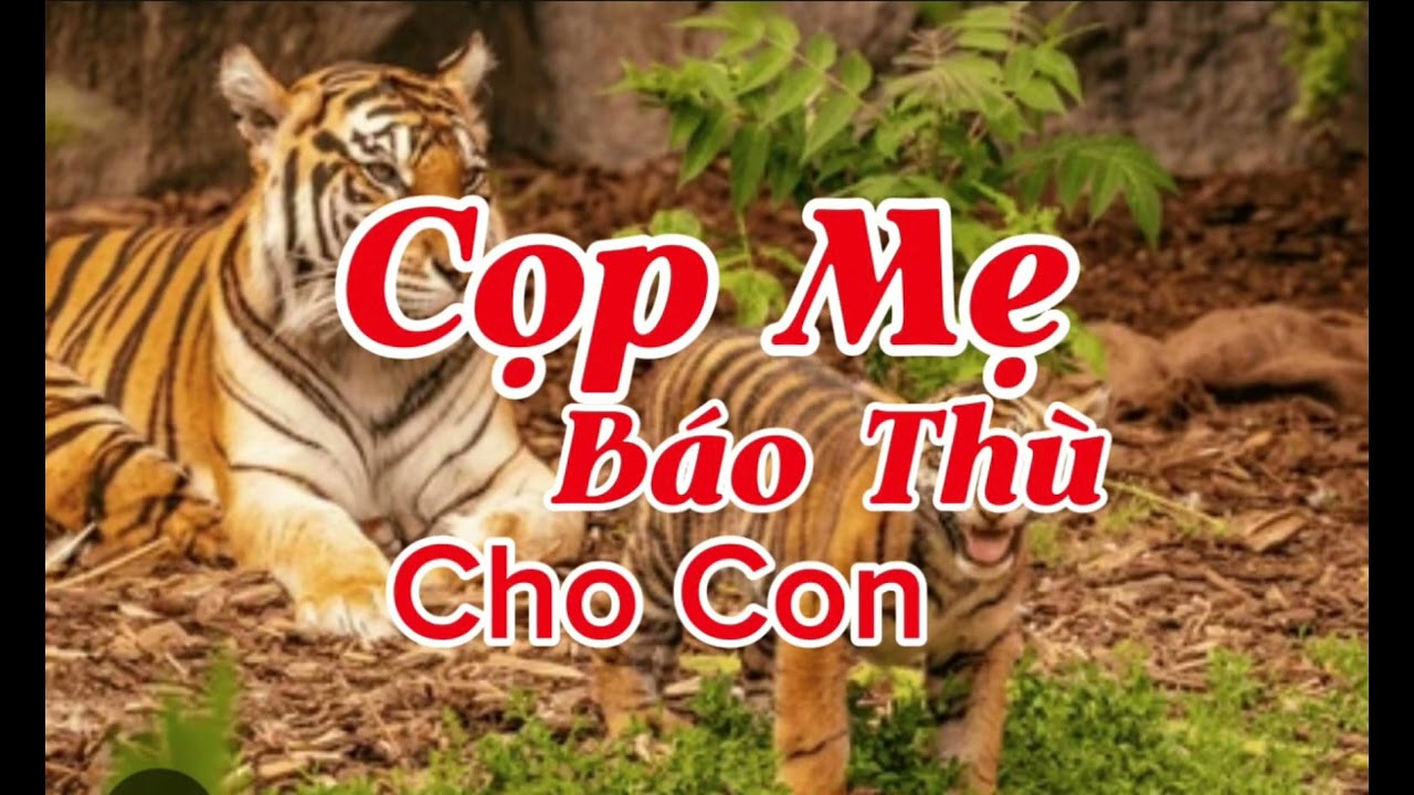 CỌP MẸ BÁO THÙ CHO CON | Lê Anh diễn đọc