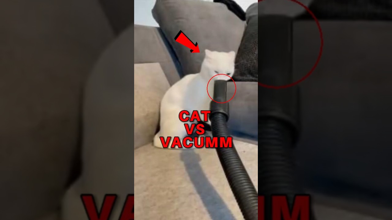 Top 5 Cat Glitches You Won’t Believe Are Real! 