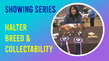 Showing a Model Horse in Halter. Breed and Collectability Classes.