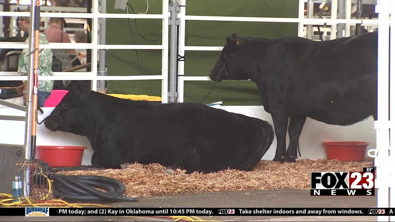 Video: National Junior Angus Show brings thousands to Tulsa for youth development competition