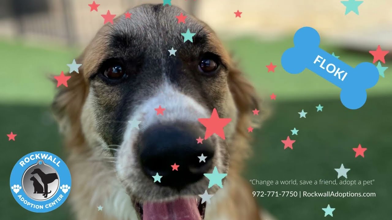 Meet Floki at Rockwall Adoption
