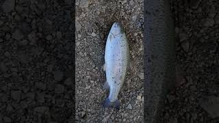 Somona Doyduk... Ik Ikavı