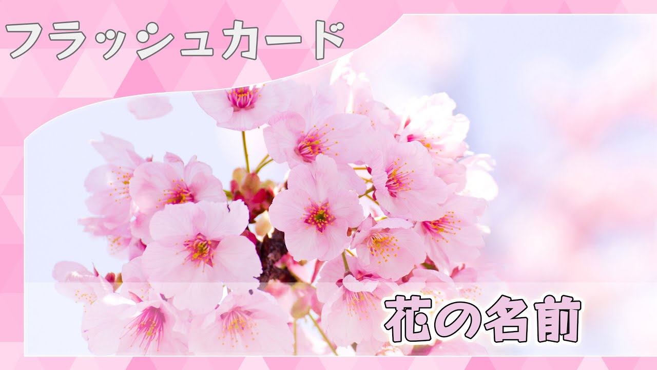 【花の名前】0歳から始める知育フラッシュカード