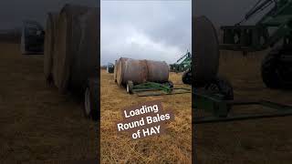 loading hay for cattle #farming #farmlife #cattle #country