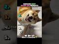 Best Shiba Inu Moments😂 #shorts