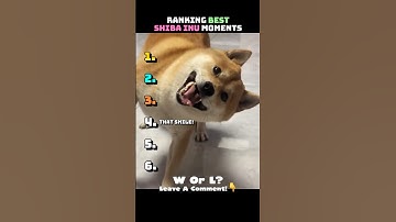 Best Shiba Inu Moments😂 #shorts