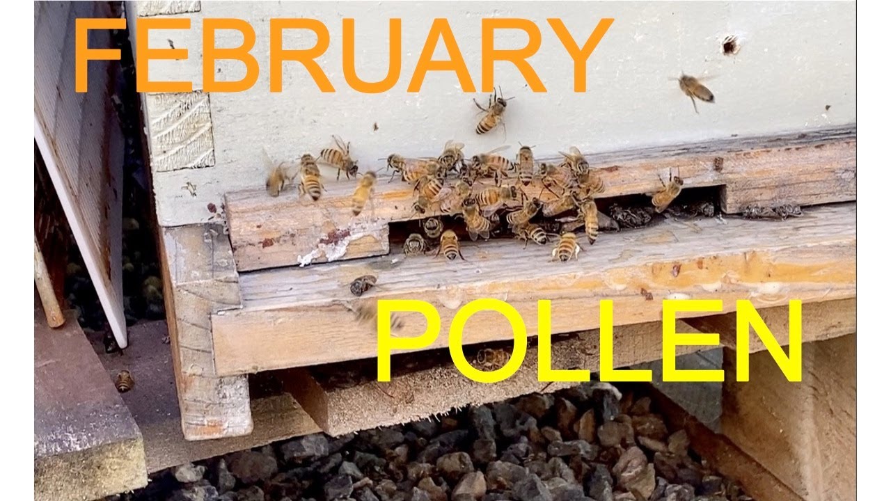 Honey Bees Bringing in Pollen February 9, 2023 YouTube