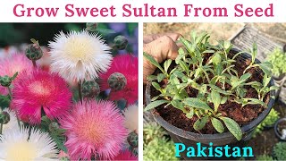 Grow Sweet Sultan Flower From Seed In Pakistan| Centaura Moschata Flower | Rare Garden| Urdu/हिंदी |