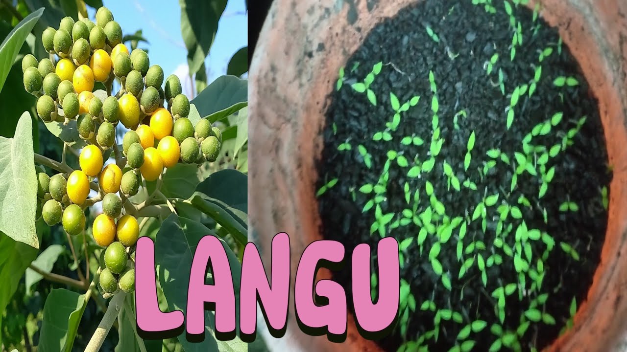 Cara Menyemai Bibit Langu Untuk Sambungan Terong & Tomat