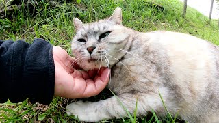 土手にいたアザラシ猫と目が合うと、モフられにやって来た