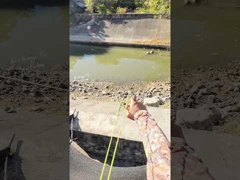 When the tail arise ang shot from above🎯🐟#fishing #fish