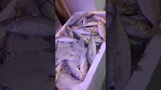 1 Kg Ikan Kembung 15 yearsofyou