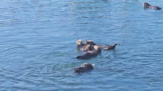 Sea otter mom and her rambunctious pup_2
