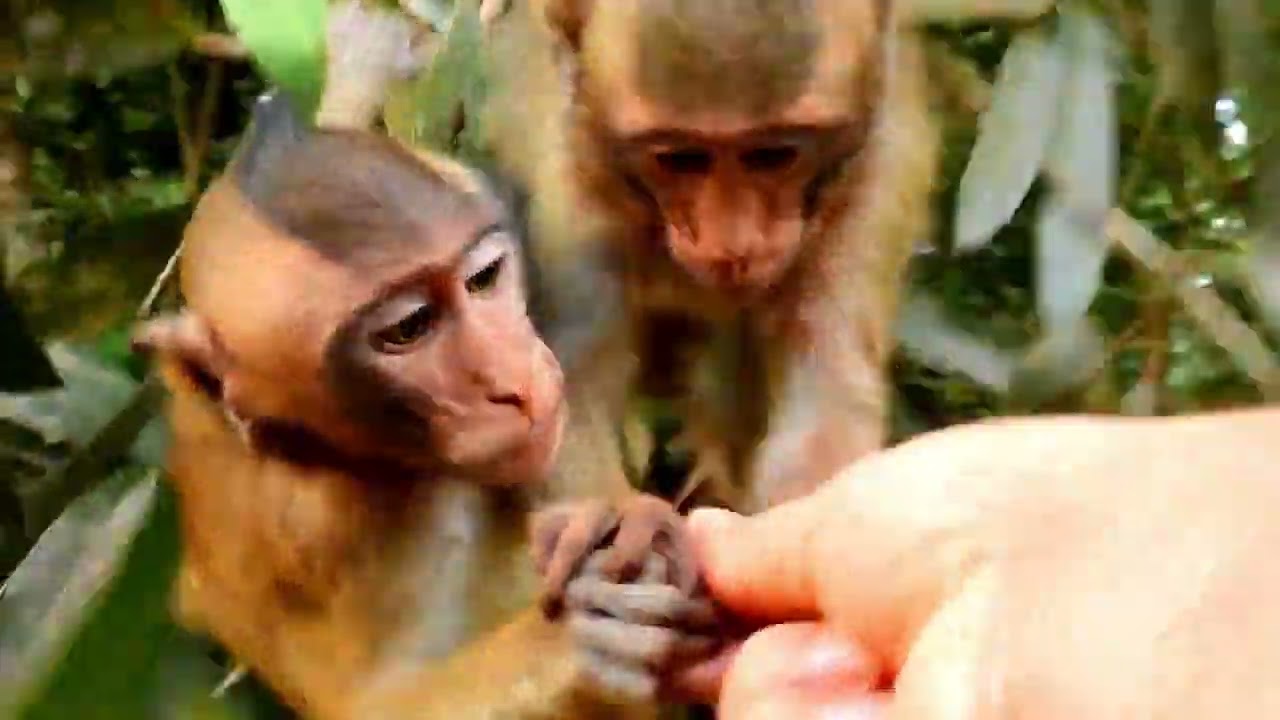 Baby Monkeys Bill Shout, Bill and Mesell shout for good food