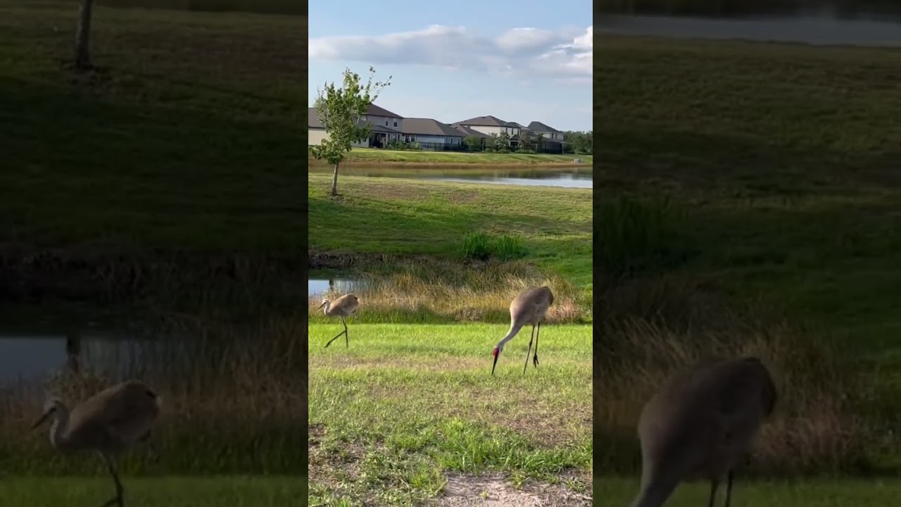 Baby Crane chose to eat with mommy instead! 😄