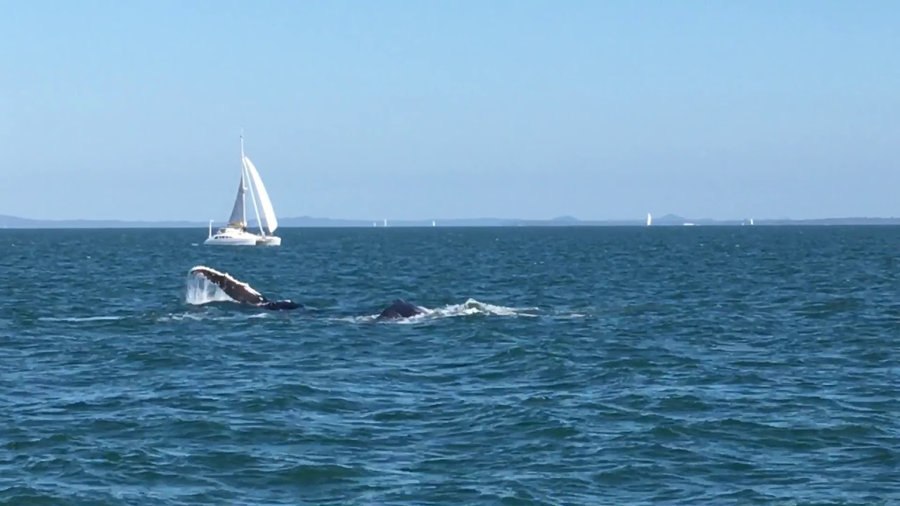 Humpback whales in Moreton Bay
