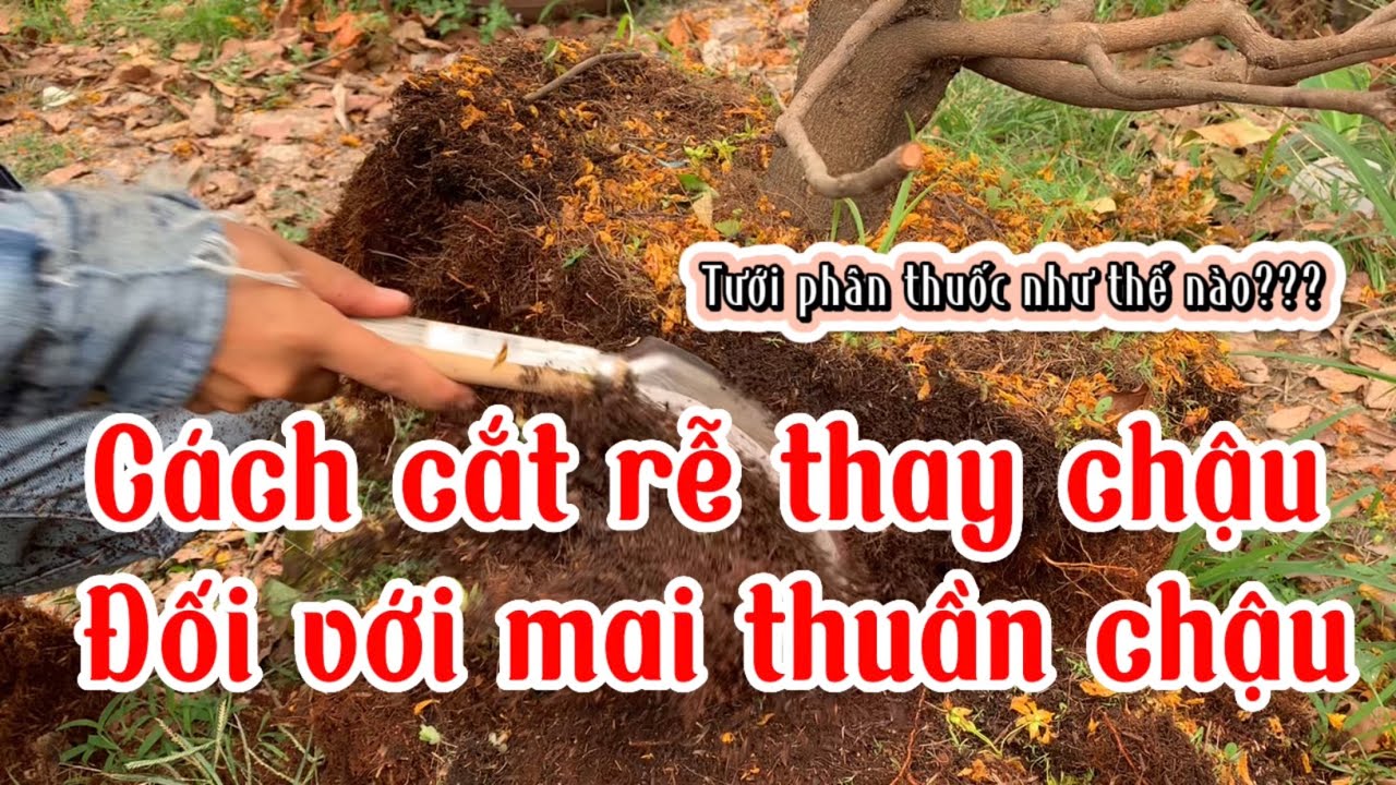 Cách cắt rễ, thay chậu đơn giãn cho ace mới bắt đầu nuôi mai tại nhà, demo phân thuốc cơ bản