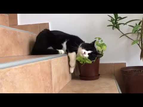 Video: Je Li Catnip Lijek Za Mačke?