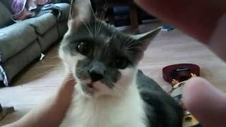 My Cat Destroyed A 500 Tv Wrong