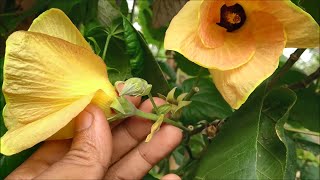 Ciri-ciri Bunga atau Kembang Pohon Waru (Hibiscus tiliaceus)