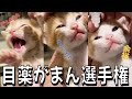 子猫のキトンブルーの目に目薬をさしていく！／こつぶママのおひとり時間