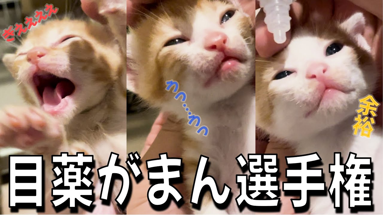 Putting eye drops into the kitten's kitten blue eyes! / Kotsubu