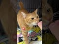 チャイさんの暮らし㉗。#保護猫