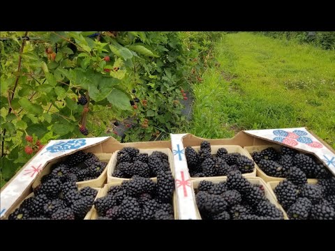 How to Fertilize Blackberries!