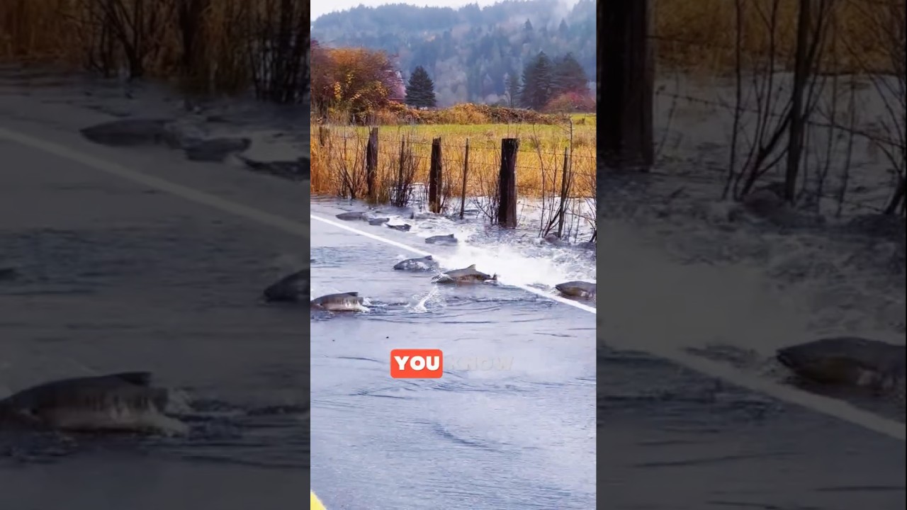 Amazing Adventure of Fish Salmon On the road 