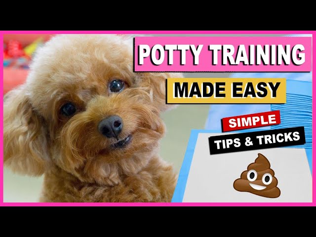 How To Potty Train Your Dog Quickly