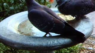 WSBC0031.AVI