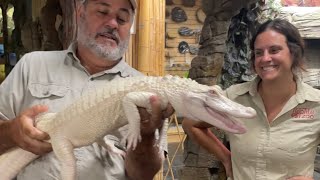 Albino Alligator has GONE ROGUE