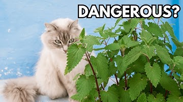 Is catnip bad for cats? Benefits and risks of catnip explained