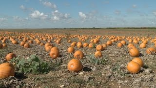 De Chez Nous 37 Ferme De La Motte Production De Condiments Conventionnel Et Biologique