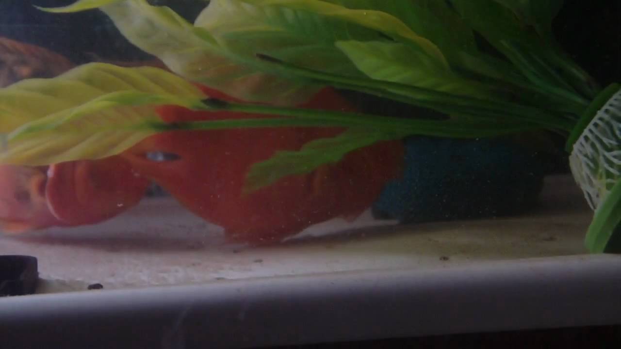 Eggs! Blood Parrot Cichlids YouTube