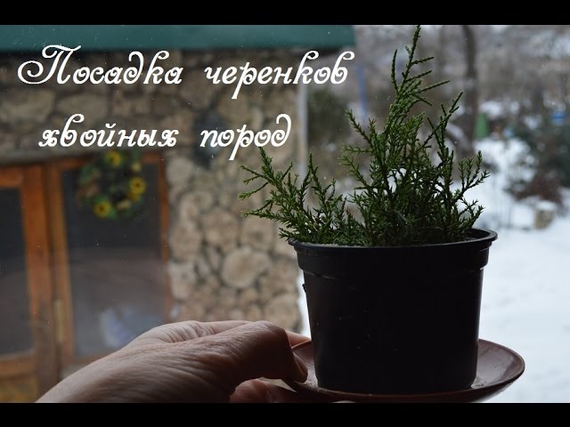 Хвойные. Посадка черенков. Часть 2. Размножение хвойных.