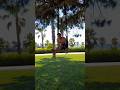 Rings exercise for sixpack #shorts #fitness