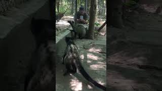 Download Lagu Common palm civet animal #short #common #palm #civet #animal MP3