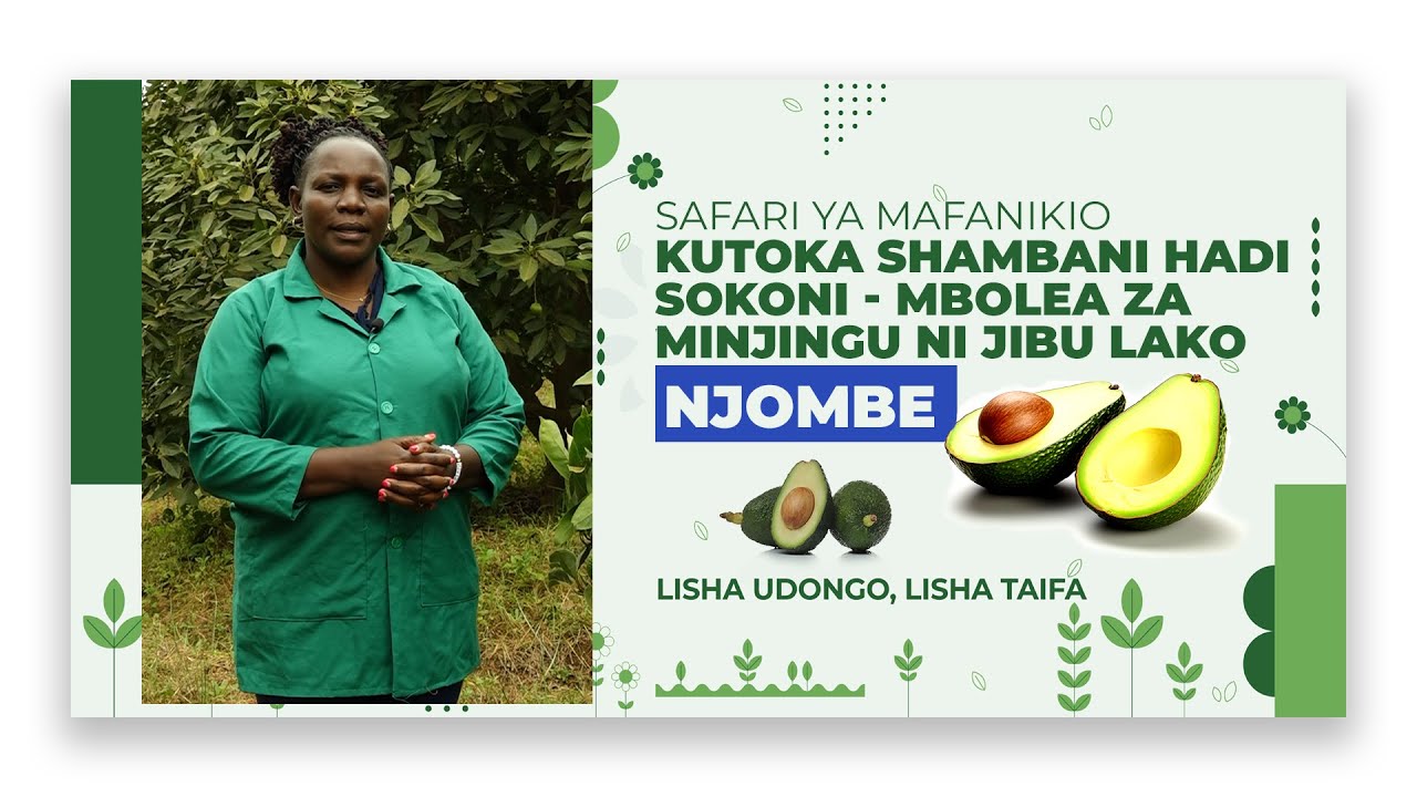 Mbolea za Minjingu Zabadilisha Maisha ya Mkulima wa Parachichi - Jifunze Siri Yake!