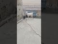 #tedybreed #bakra #bakraeid #qurbani2025 #qurbanicollection #shortsviral #cow #shorts #trending #fy