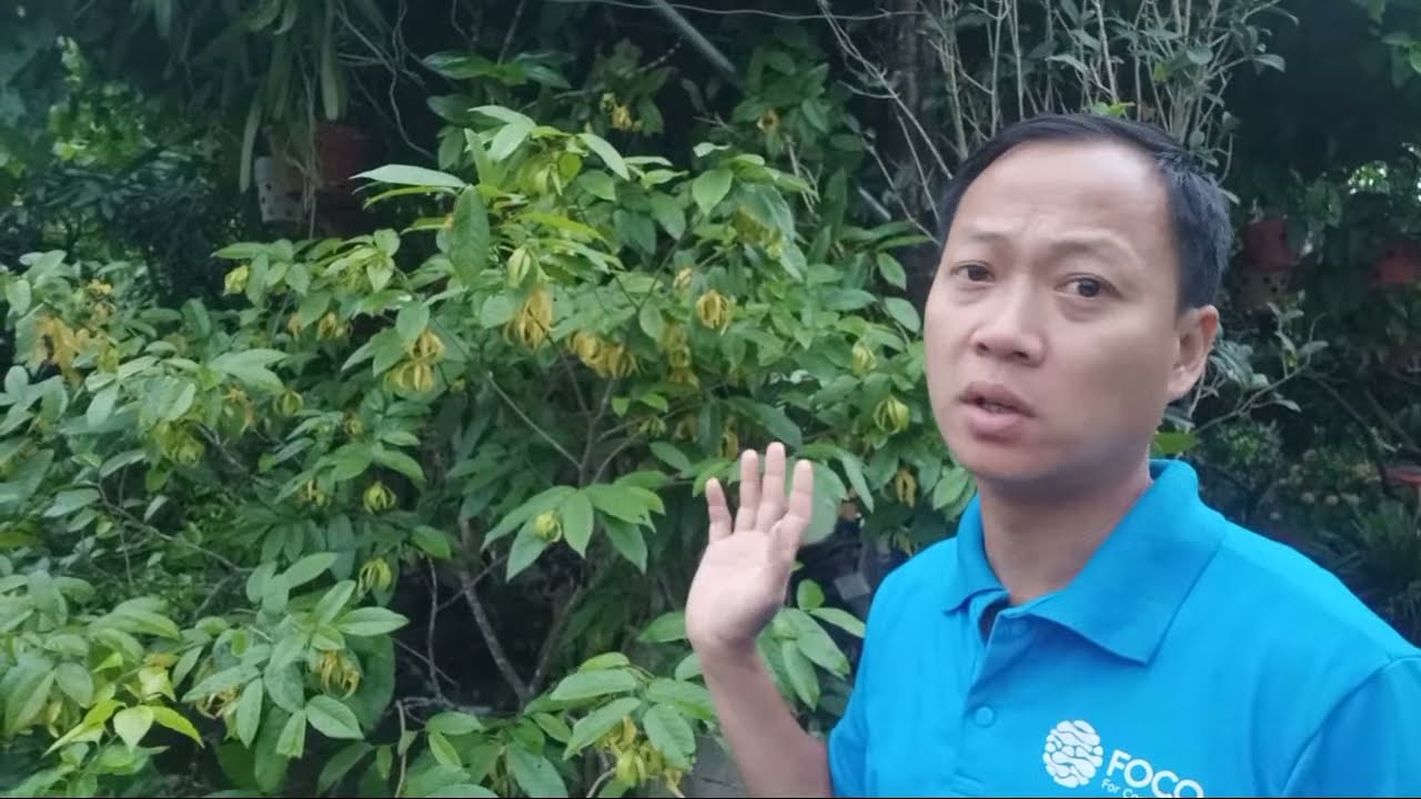 Lý Do Chọn Cây Hoa Dẻ để chơi - youtube